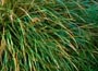 Pheasants Tail Grass