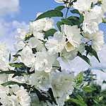 Unbranded Philadelphus Albatre Plant 405301.htm
