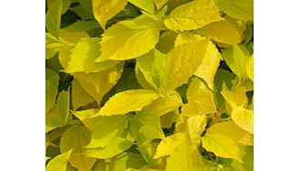 Unbranded Philadelphus Plant - Coronarius Aureus