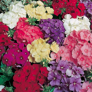 Unbranded Phlox Beauty Mix Seeds
