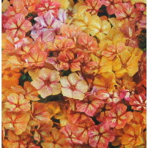 Unbranded Phlox Crme Brle Seeds