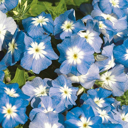 Unbranded Phlox drummondii Blue Lagoon Seeds Average Seeds
