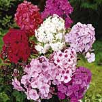 Unbranded Phlox Paniculata Collection Plants