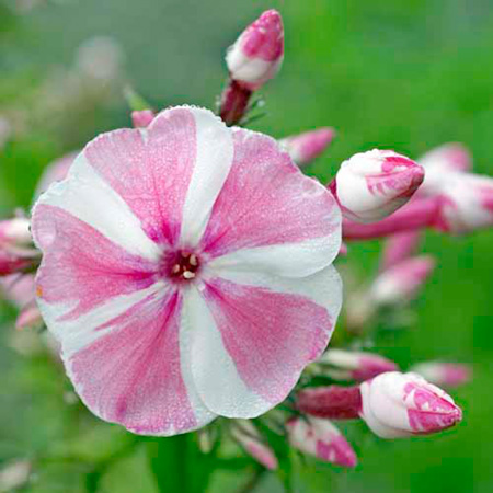 Unbranded Phlox Peppermint Twist Pack of 2 Bare Roots