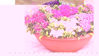 A brand new British bred variety boasting a wide range of colours and several flower shapes. Plants will perform superbly in borders or containers and are self-cleaning so require no dead-heading! Flowers June-October. Height 21-30cm (8-12). Half-har