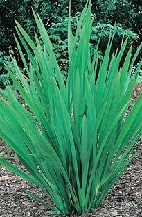 Unbranded Phormium (New Zealand Flax) Tenax x 5 plants