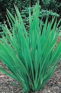 Unbranded Phormium (New Zealand Flax) Tenax x 5 plants