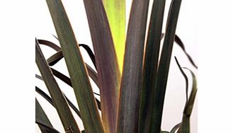 Unbranded Phormium Plant - Platts Black