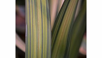 Unbranded Phormium Plant - Yellow Wave