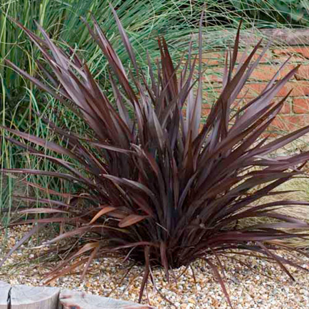 Unbranded Phormium Plant Collection Pack of 3 Potted