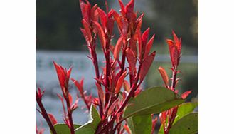 Bright scarlet-bronze new growth. RHS Award of Garden Merit winner. Supplied in a 2-3 litre pot.EvergreenFertile moist well-drained soilFull sunFully hardyPartial shadeBUY ANY 3 AND SAVE 20.00! (Please note: Offer applies only for plants that have th
