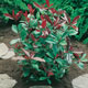 Unbranded Photinia Red Robin x 5 Plants
