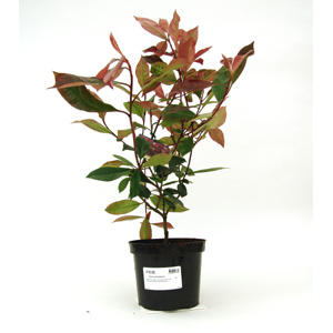 Unbranded Photinia x fraseri Red Robin  Christmas Berry
