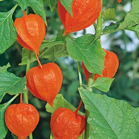 Unbranded Physalis Franchetii Seeds (Chinese Lantern)