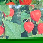 Unbranded Physalis Franchetii Seeds