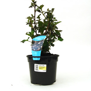Unbranded Physocarpus opulofolius Diabolo - Nine Bark