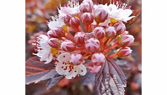 Unbranded Physocarpus Plant - Lady in Red