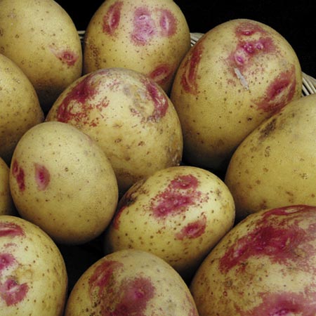 Unbranded Picasso Potatoes - 3 kg (Maincrop) 3 kg
