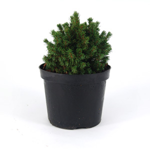 Unbranded Picea glauca Albertiana Globe - White Spruce