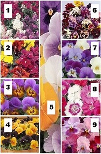 Unbranded Pick Your Own! Winter flowering bedding plant