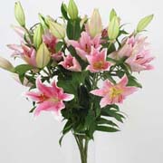 Pink Lilies