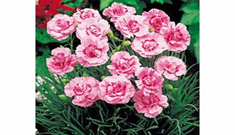 Unbranded Pinks Plants - Doris