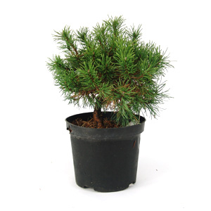 Unbranded Pinus mugo Mughus  Mountain Pine