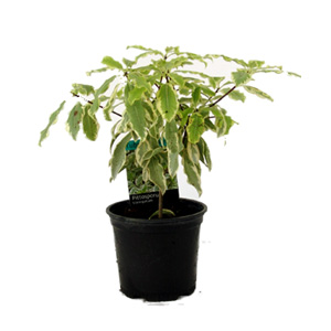 Unbranded Pittosporum Eugenioides Variegatum - Lemonwood
