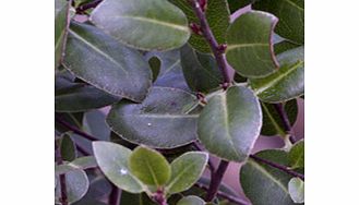 A new variety which is a pure light green and makes an excellent hedge or topiary with minimal trimming. It does not become leggy and its leaves hold on the lower branches. Supplied in a 2-3 litre pot.EvergreenFertile moist well-drained soilFull sunF