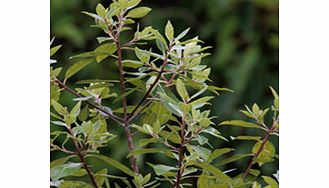Unbranded Pittosporum Tenuifolium Plant - Limelight