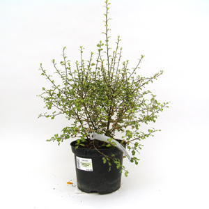 Unbranded Pittosporum tenuifolium Tandara Gold