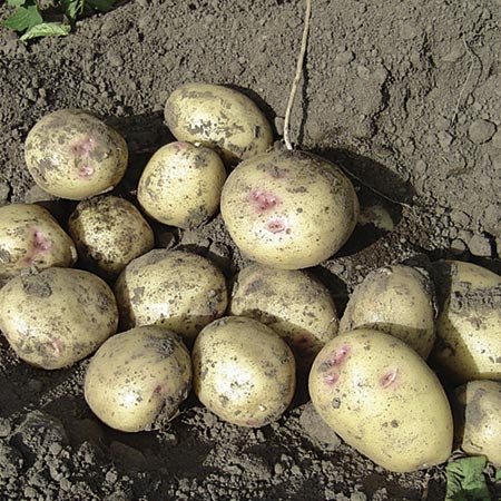 Unbranded Pixie Potatoes (3kg) 3kg