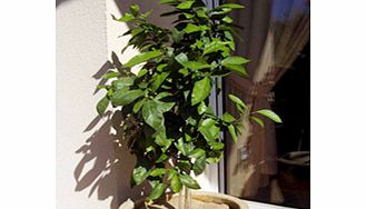 Unbranded Plant Mulch Discs