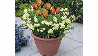 Unbranded Plant-O-Mat Patio Preplanted Bulbs -