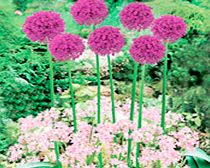 Unbranded Plant-O-Tray Classic Pre-lanted Bulbs - Allium