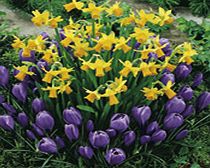 Unbranded Plant-O-Tray Classic Preplanted Bulbs -
