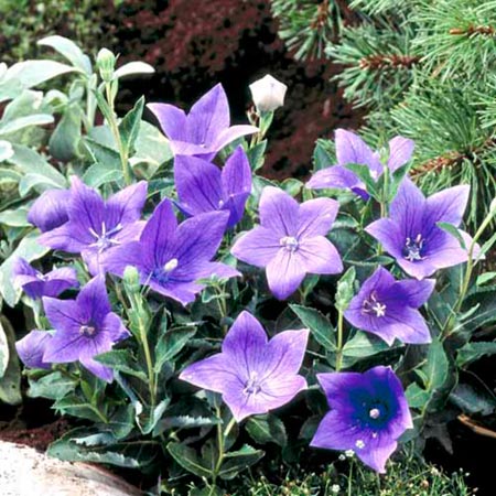 Unbranded Platycodon Blue Balou Plants Pack of 16 Pot
