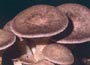 Pleurotus Eryngii Mushroom Spawn