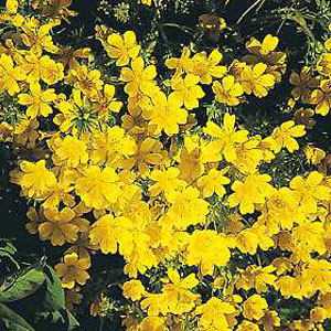 Poached Egg Plant Limnanthes Douglasii Seeds