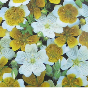 Unbranded Poached Eggs Spanish Omelette Seeds