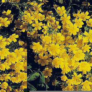 This bright yellow flowering plant is perfect for borders and rockeries.