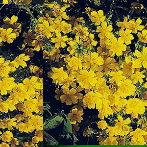 Unbranded Poached Eggs Sulphur Yellow Seeds