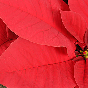 Unbranded Poinsettia - flowers