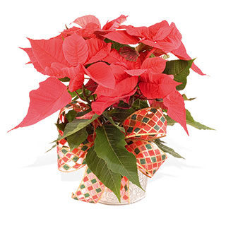 Poinsettia