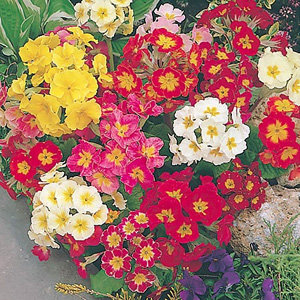 Unbranded Polyanthus Giant Thrill Mix Seeds