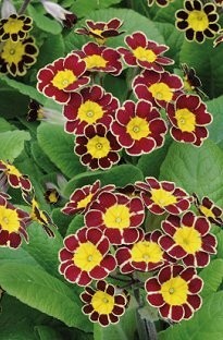 Unbranded Polyanthus Gold Lace x 24 plugs