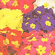 Unbranded Polyanthus Pacific Giants Mixed Seeds