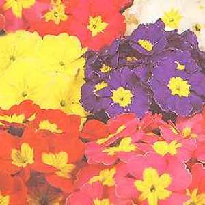 Unbranded Polyanthus Pacific Giants Seeds