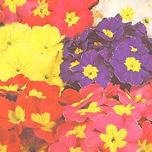 Unbranded Polyanthus Pacific Giants Seeds