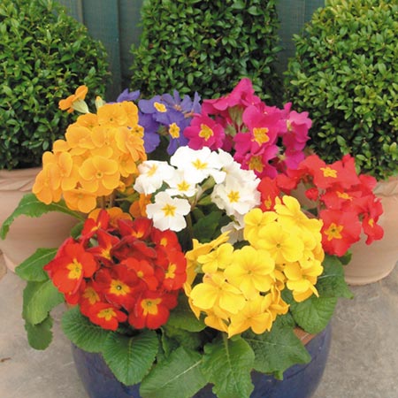 Unbranded Polyanthus Pioneer F1 Plants Pack of 110   25